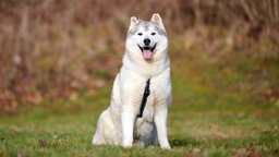 Hund mit weiß-grauem Fell sitzt hechelnd auf einer Wiese 