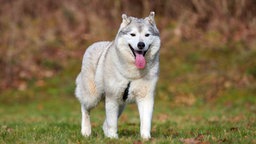 Hund mit weiß-grauem Fell hechelnd auf einer Wiese 