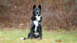 Hund mit schwarz-weißem Fell sitzt auf einer Wiese 