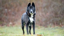 Hund mit schwarz-weißem Fell auf einer Wiese 