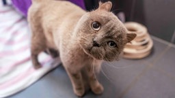 Kleiner Kater mit dichtem braun-grauen Fell und schiefer Kopfhaltung schaut direkt in die Kamera
