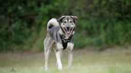 Hund mit braun-grau-weißem Fell hechelnd auf einer Wiese  
