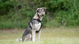 Hund mit braun-grau-weißem Fell auf einer Wiese  
