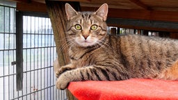 Kater mit getigertem Fell liegt auf einer roten Decke  