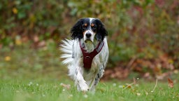 Hund mit langem tricolorfarbenen Fell läuft über eine Wiese 