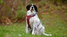 Hund mit tricolorfarbenem langem Fell sitzt auf einer Wiese 