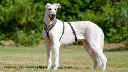 Große Hund mit weißem Fell steht seitlich auf einer Wiese 