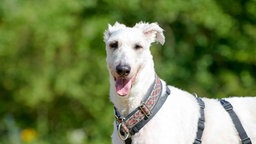 Großer schlanker Hund mit weißem Fell in Nahaufnahme 