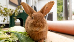 Ein rotes Kaninchen schaut direkt in die Kamera 