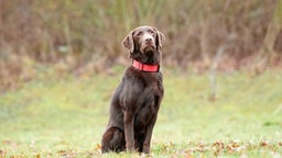 Hund mit braunem Fell und rotem Halsband auf einer Wiese 