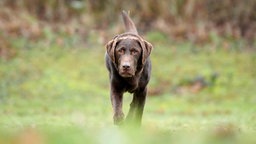 Hund mit braunem Fell läuft über eine Wiese 