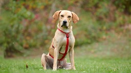 Ein blonder Hund mit rotem Geschirr sitzt auf einer Wiese