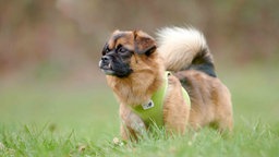 Hund mit hellbraun-schwarzem Fell schaut seitlich 