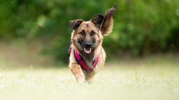 Hund mit beige-braunem Fell und pinkfarbenem Geschirr auf einer Wiese 