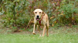 Ein blonder Hund mit einem roten Geschirr läuft über eine Wiese