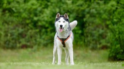 Hund mit grau-beigefarbenem Fell hechelnd auf einer Wiese 
