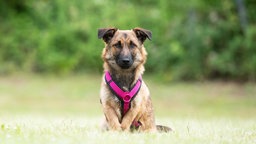 Hund mit beige-braunem Fell und pinkfarbenem Geschirr auf einer Wiese 