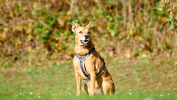 Ein brauner Hund sitzt hechelnd auf einer Wiese