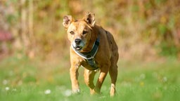 Ein brauner Hund läuft über eine Wiese