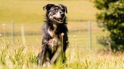 Hund mit wuscheligem schwarzem Fell und beigefarbenen Flecken sitzt auf einer Wiese 