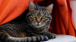 Katze mit getigertem Fell in Nahaufnahme 