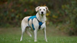 Ein großer beiger Hund steht auf einer Wiese