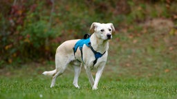 Ein großer beiger Hund steht seitlich auf einer Wiese