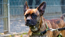Hund mit gestromtem Fell in Nahaufnahme 