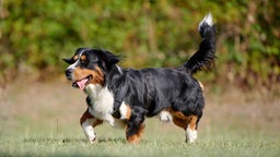 Dreifarbiger Hund läuft hechelnd über eine Wiese 