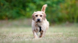 Ein mittelgroßer Hund mit hellbraunem Fell läuft über eine Wiese 