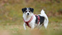 Hund mit schwarz-weißem Fell auf einer Wiese 