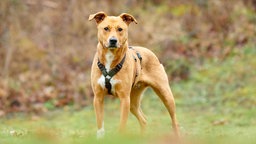 Hund mit hellbraunem Fell und weißen Abzeichen auf einer Wiese 
