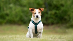 Hund mit weiß-braunem Fell sitzt auf einer Wiese 