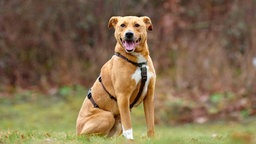 Hund mit hellbraunem Fell und weißen Abzeichen hechelnd auf einer Wiese 