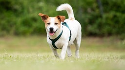 Hund mit weiß-braunem Fell auf einer Wiese 