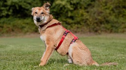 Hund mit hellbraunem Fell sitzt auf einer Wiese 
