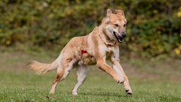 Hund mit hellbraunem Fell läuft hechelnd über eine Wiese 