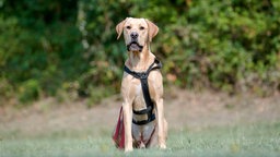 Großer Hund mit beige-weißem Fell sitzt auf einer Wiese 