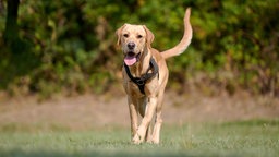 Großer Hund mit beige-weißem Fell hechelnd auf einer Wiese 