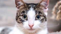Katze mit weißem Fell und getigerten Flecken in Nahaufnahme 