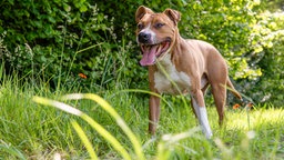 Hund mit braun-weißem Fell steht hechelnd auf einer Wiese 