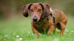Hund mit braunem Fell in Nahaufnahme auf einer Wiese 