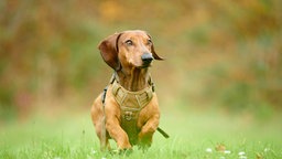 Hund mit braunem Fell läuft über eine Wiese und schaut seitlich 