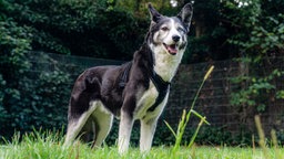 Hund mit grau-weißem Fell und einem blauen und einem braunen Auge 