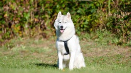 Ein großer weißer Hund sitzt hechelnd auf einer Wiese