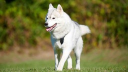 Ein großer weißer Hund läuft hechelnd über eine Wiese