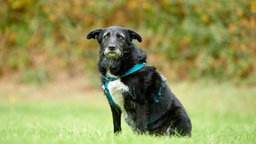 Eins schwarz-weißer Hund sitzt auf einer Wiese und trägt ein blaues Geschirr 
