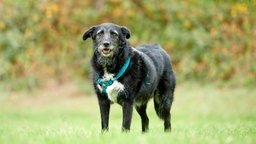 Ein schwarz-weißer Hund mit blauen Geschirr steht auf einer Wiese