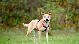 Beige-weißer Hund steht auf einer Wiese und schaut in Richtung Kamera 