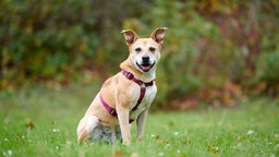 Beige-weißer Hund mit beerenfarbenem Geschirr auf einer Wiese
